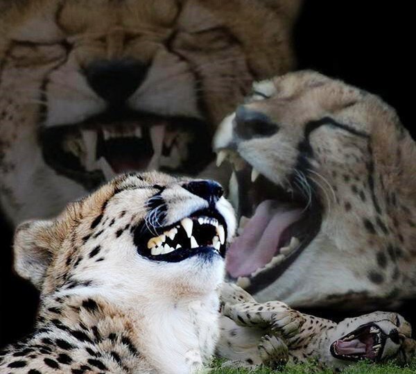 누룽지를 영어로 하면??? | 인스티즈