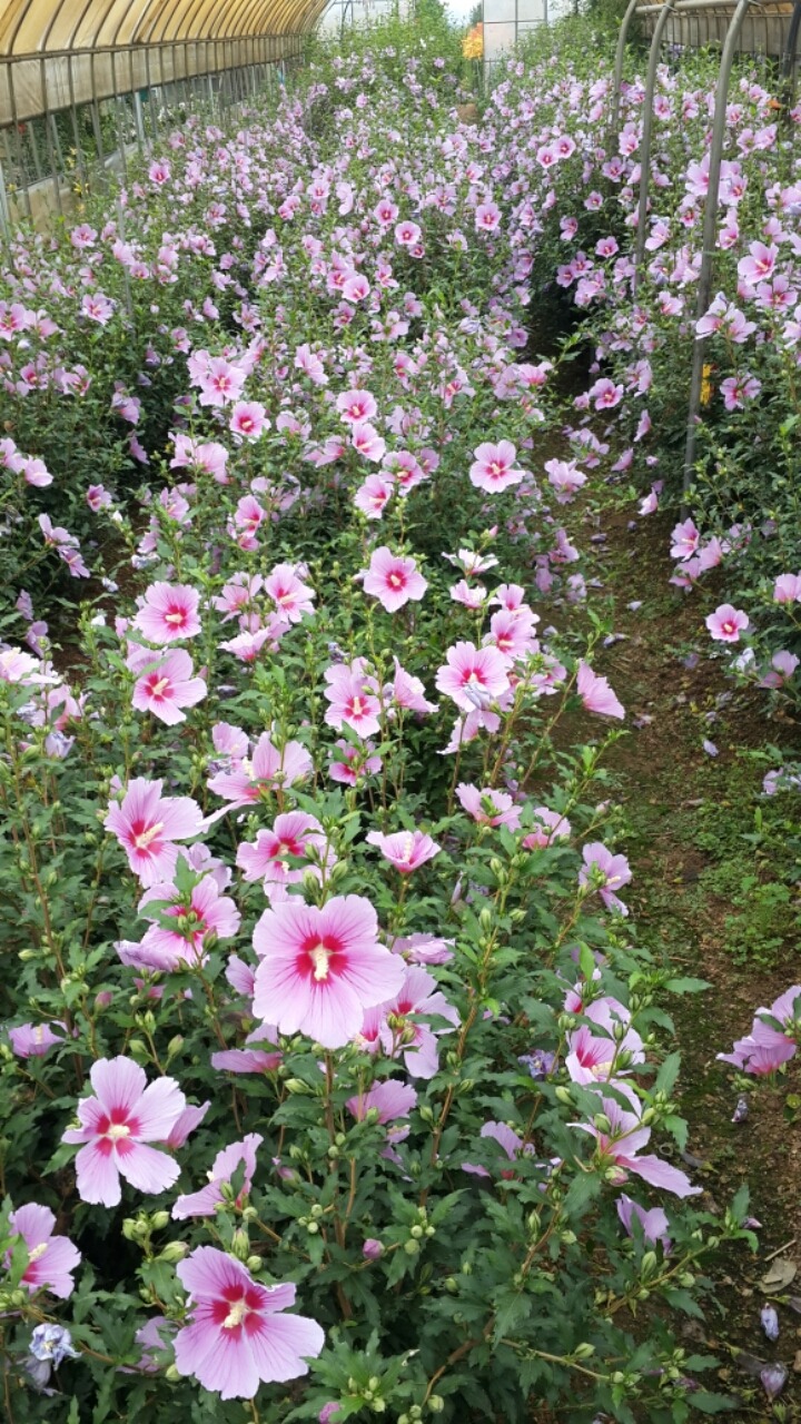 삼일조경 이미지
