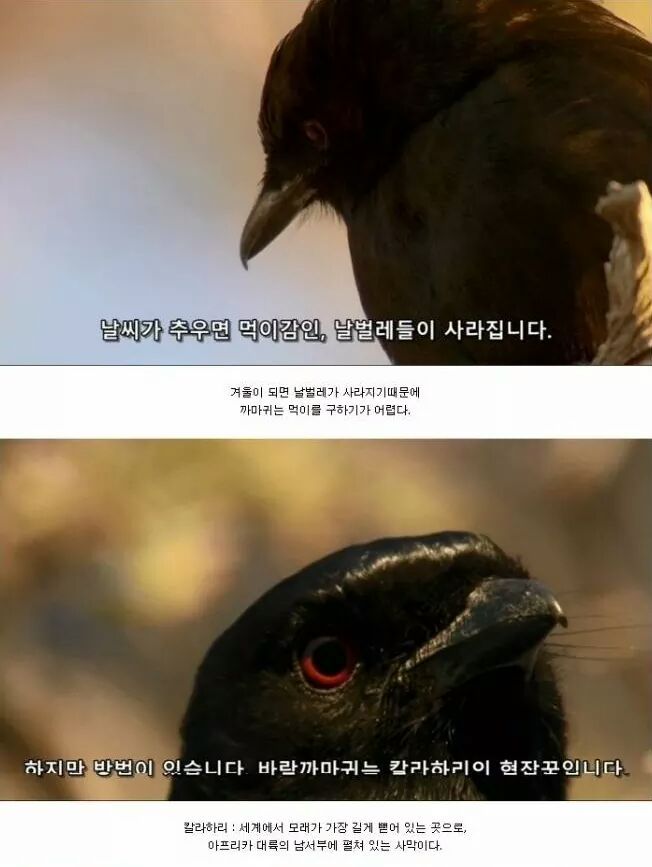 까마귀 인성수준 ㅎㅎㅎㅎㅎㅎㅎㅎ | 인스티즈