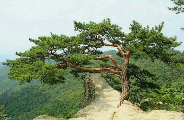 푸른소나무 이미지
