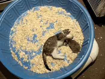 고양이 대 고슴도치 | 인스티즈