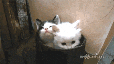 하루한번 고양이 | 인스티즈
