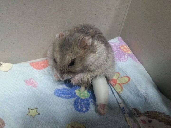 깁스한 햄스터.jpg | 인스티즈