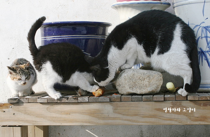 엄동설한에 총각무 나눠먹는 고양이 | 인스티즈