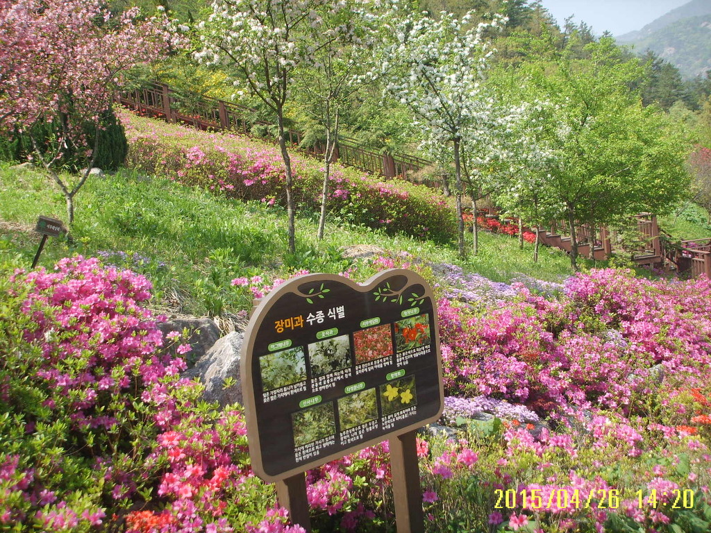 수목 비교 관찰원 이미지