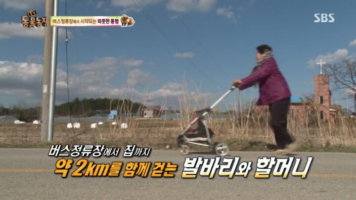 [동물농장] 할머니와 발바리의 따뜻한 우정 | 인스티즈