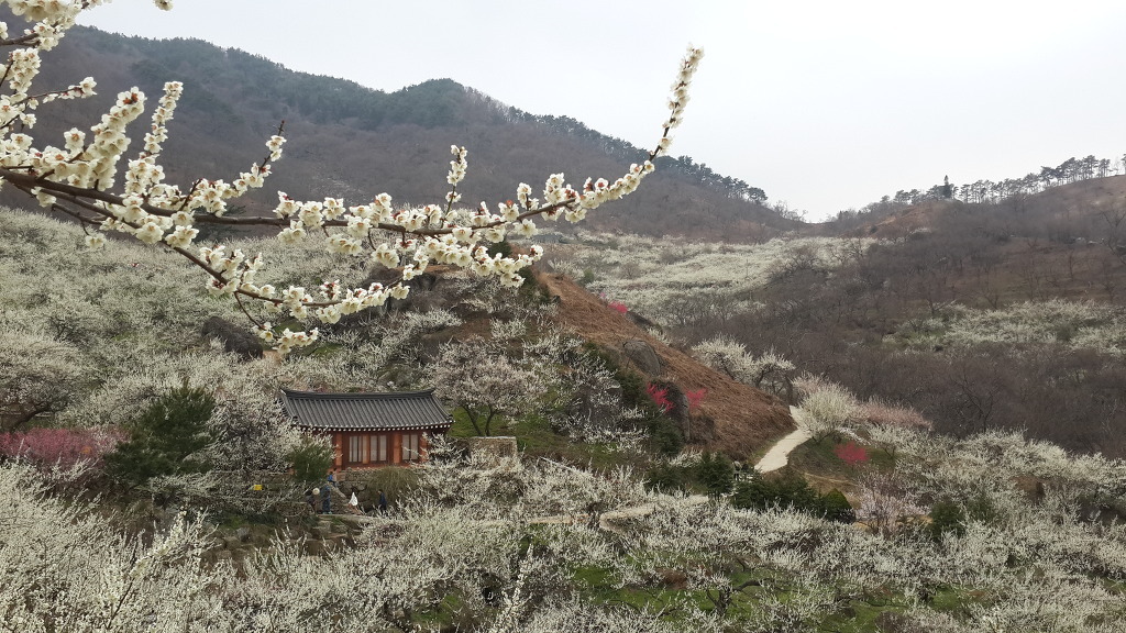 매화나무두그루 이미지