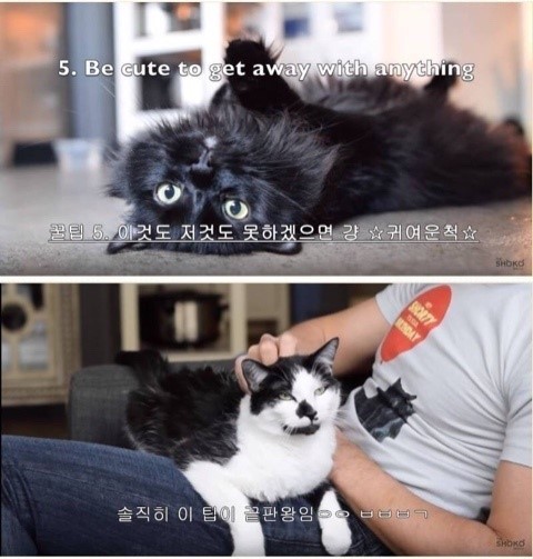 집냥이들아 팁 알려준다ㅇㅇ | 인스티즈