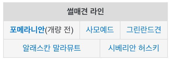 포메라니안이 성격이 까칠한 이유 | 인스티즈