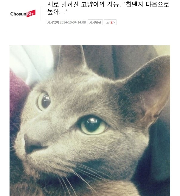 고양이 지능 재평가 | 인스티즈