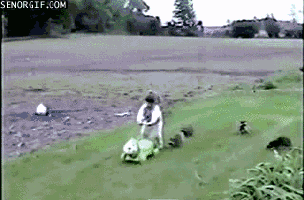 사람 코스프레하는 라쿤 짤 모음.gif | 인스티즈