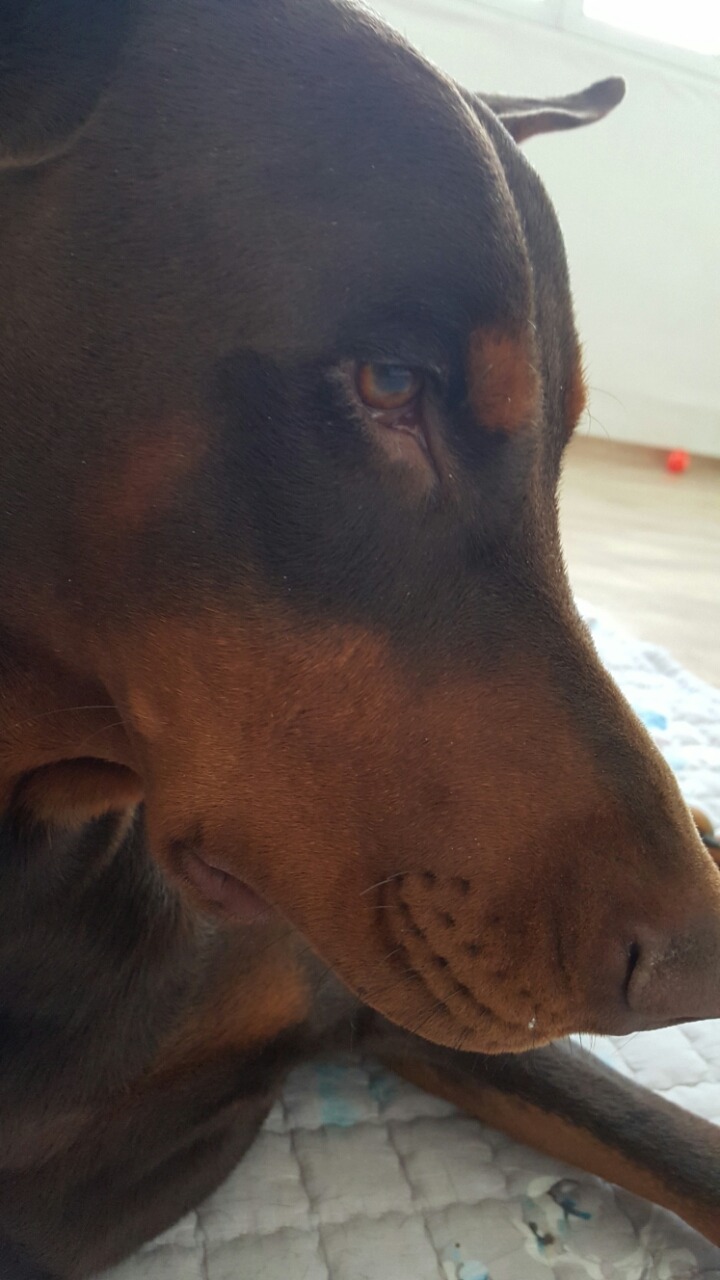 머꼬 이미지