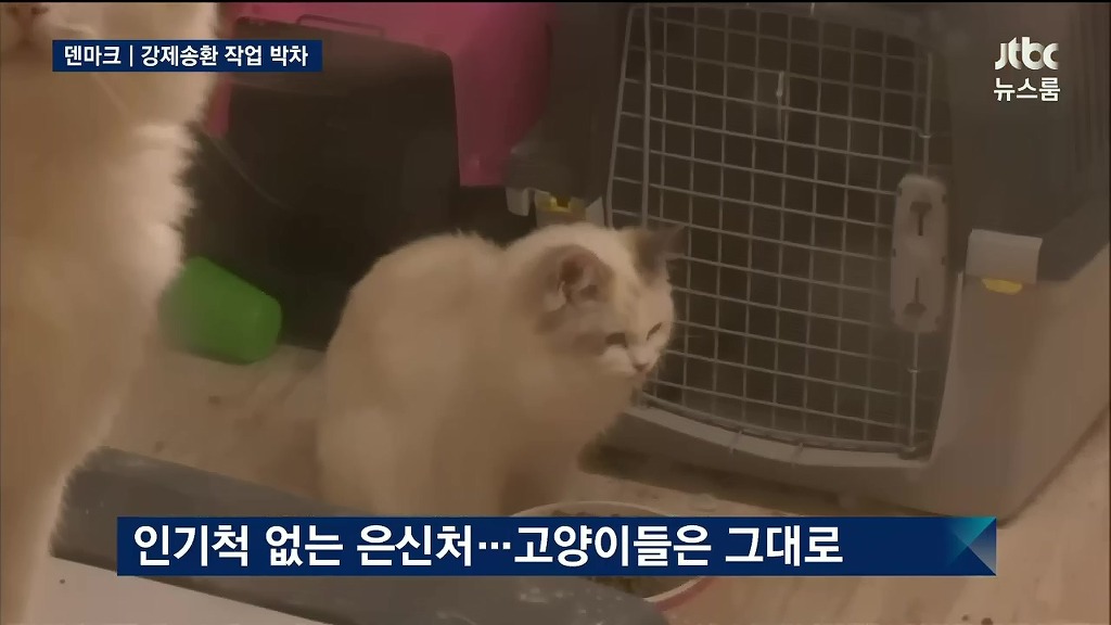 정유라키우는고양이들 | 인스티즈