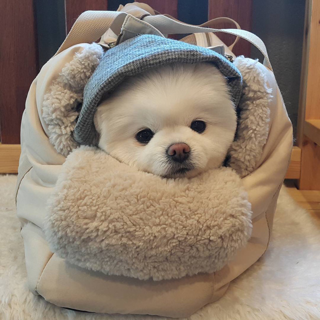 강아지들 | 인스티즈