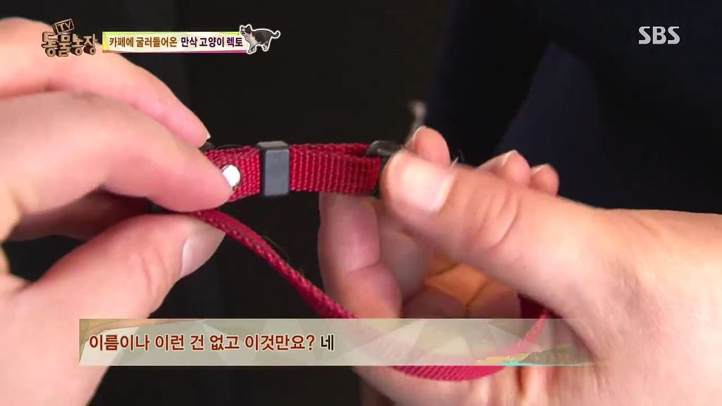 동물농장 [카페에굴러들어온고양이렉토] | 인스티즈