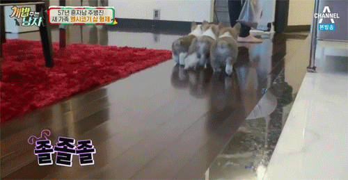 짧은 다리가 매력적인 웰시코기.gif | 인스티즈