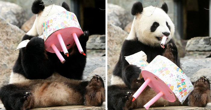 생일파티하는 동물들.jpg | 인스티즈
