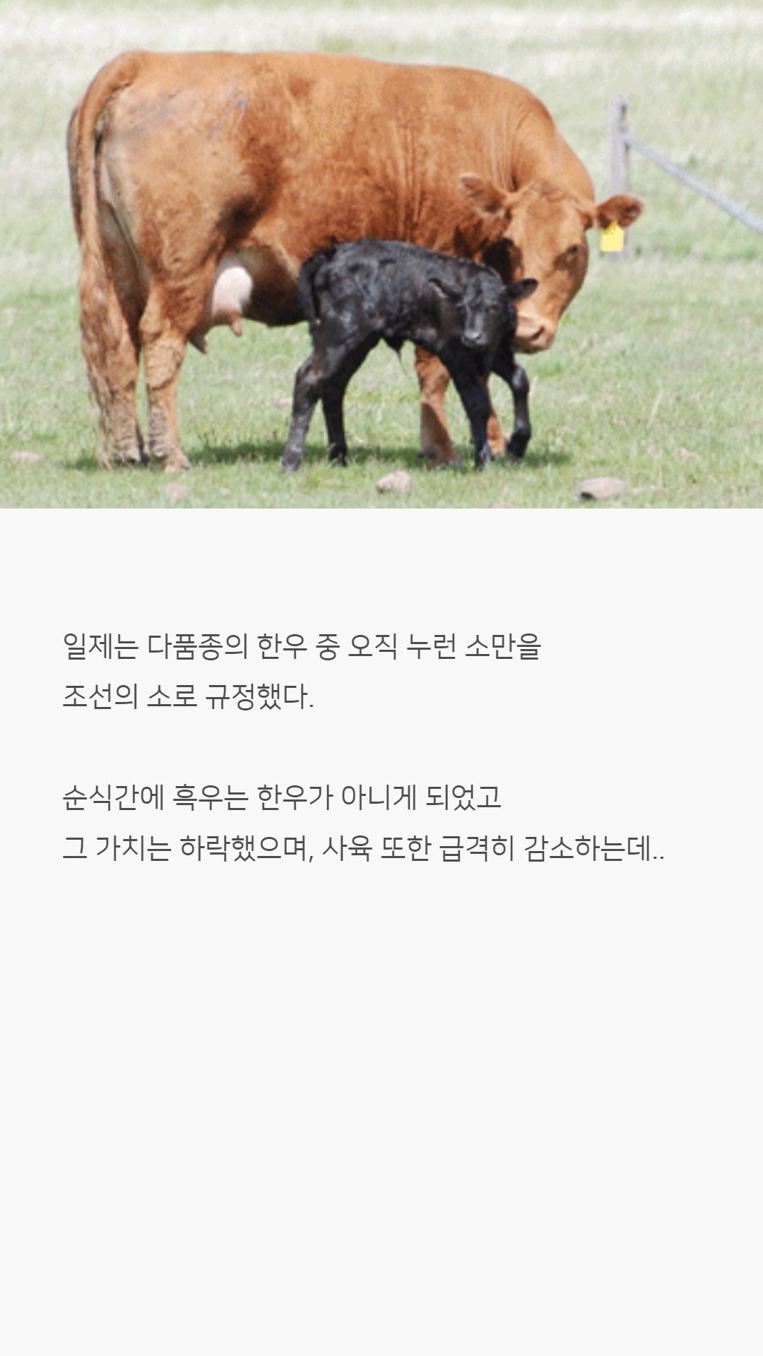 우리나라 한우는 왜 황색일까?jpg | 인스티즈