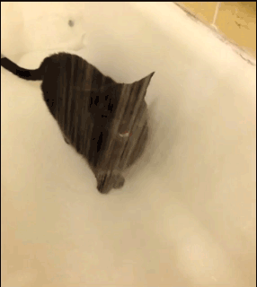 나른함과 귀찮음을 보여주는 고양이들 .gif | 인스티즈