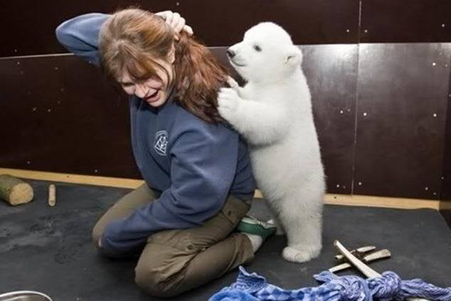 사육사를 뒤에서 덮치고 다리를 물어뜯는 북극곰(형 주의) | 인스티즈