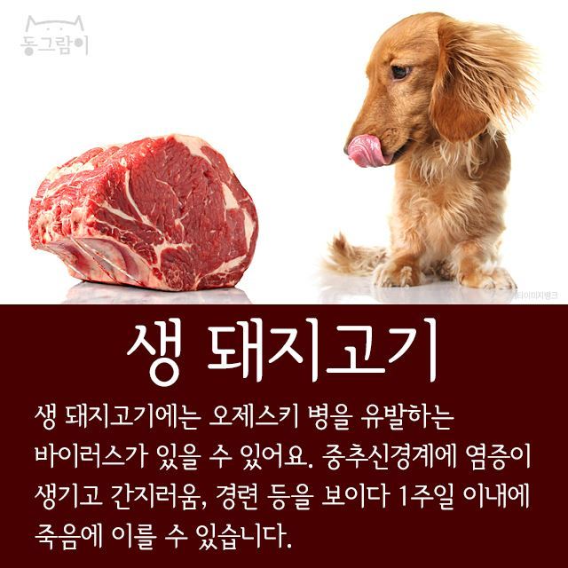 반려견이 먹으면 안 되는 음식 총정리 | 인스티즈