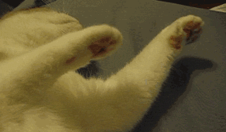 기분이 좋은 동물칭구들 | 인스티즈