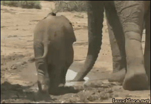 새끼코끼리.GIF | 인스티즈