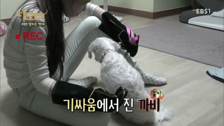 [세나개] 공격적인 반려견이 되는 이유 1부.jpg | 인스티즈