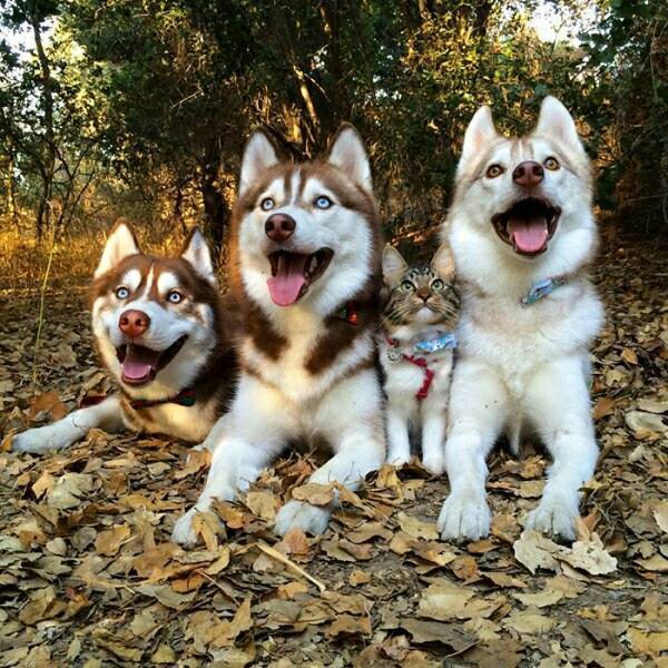 시베리안 허스키와 고양이.jpg | 인스티즈