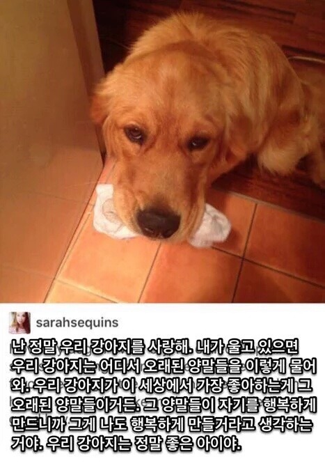 인간의 가장 친한 친구.jpg | 인스티즈