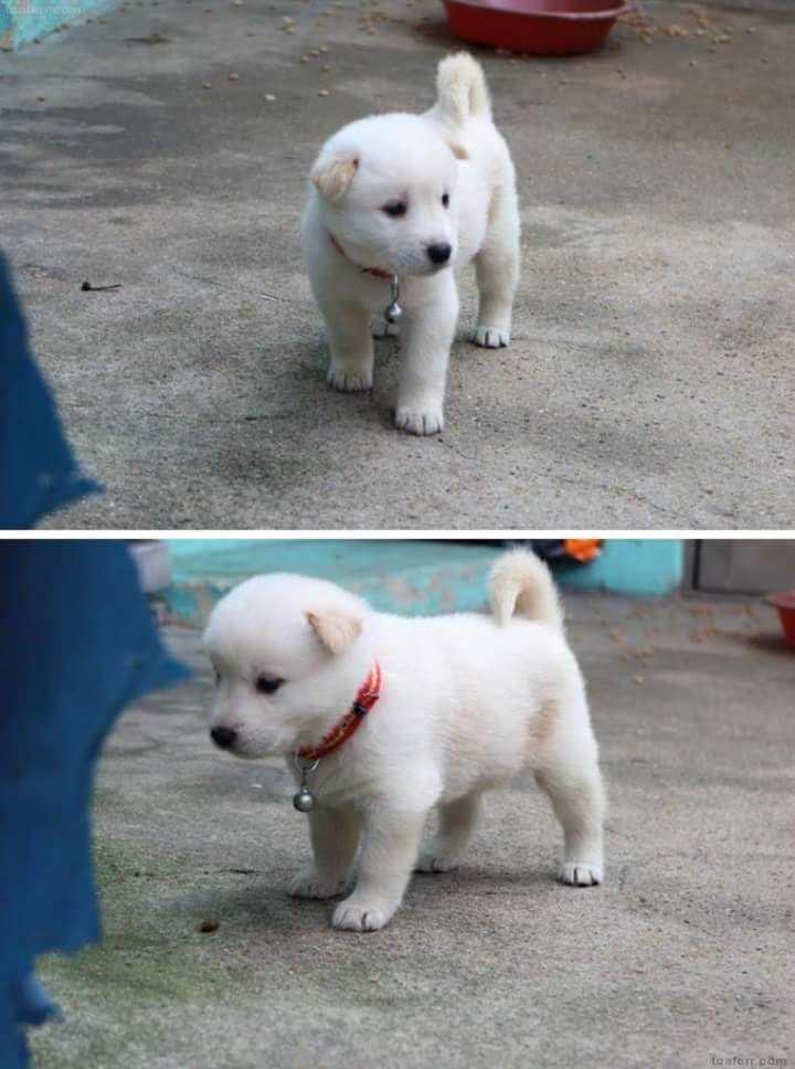 시골 멍멍이의 정석.jpg | 인스티즈