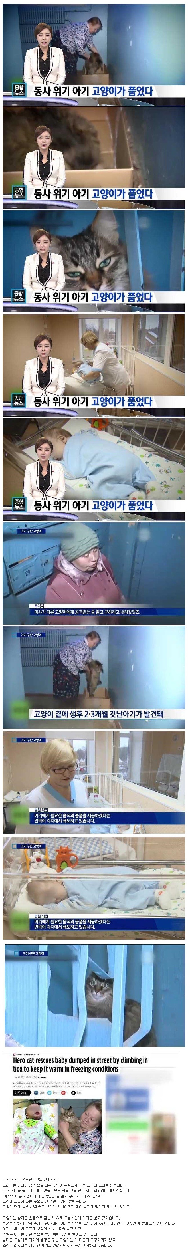 고양이의 보은 | 인스티즈