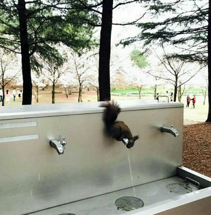 물먹는 청설모.jpg | 인스티즈