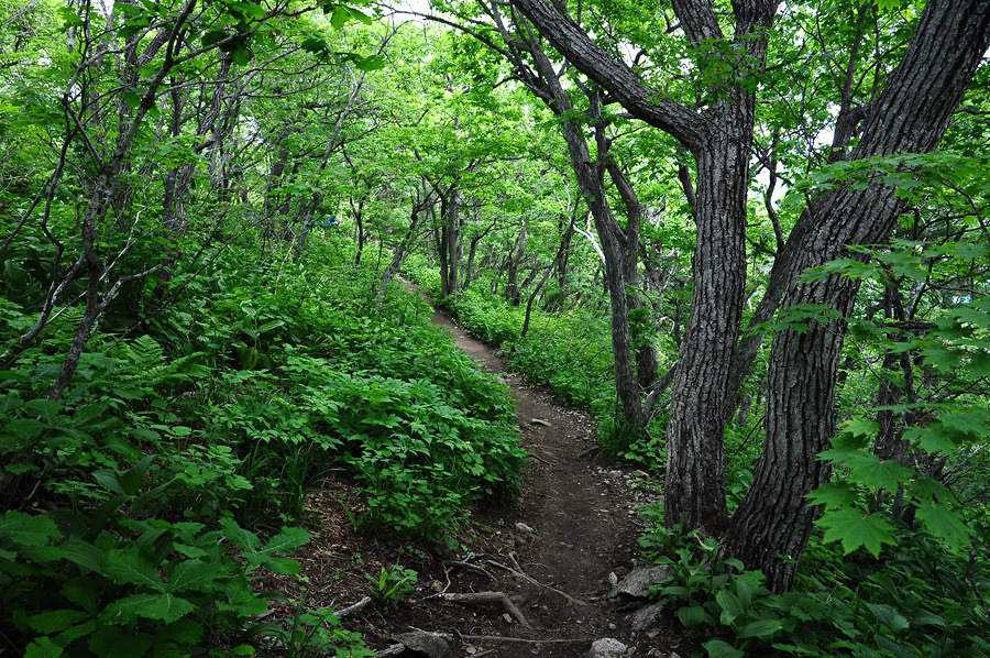 산길 이미지