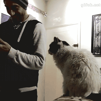 집사에게 익숙해진 냥이 .GIF | 인스티즈