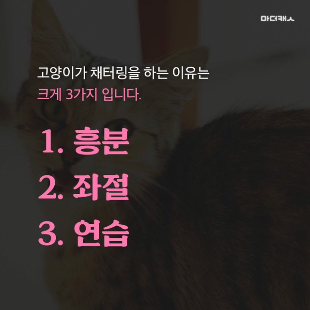 고양이채터링의진실 | 인스티즈