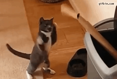 복싱선수 꿈꾸는 야옹이 | 인스티즈