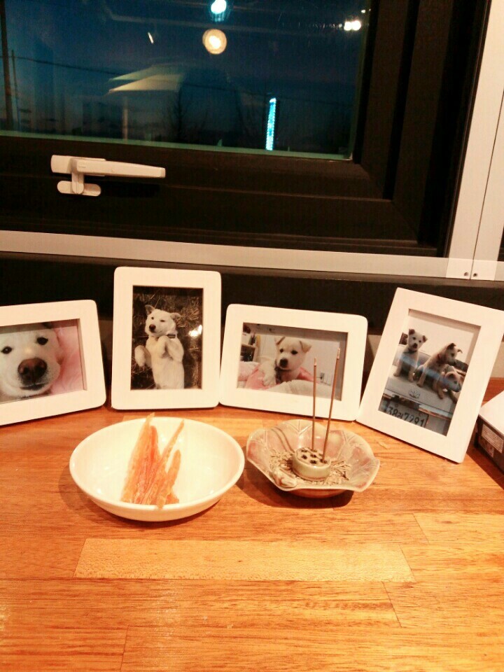 창녕 매실이 이야기를 아시나요?개소주가 되어서 돌아온 우리 매실이를 기억해주세요. 동물보호법강화를 위해 관심가져주세요 | 인스티즈