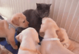 개+고양이 조합에서 보기힘든 고생하는 고양이들 .gif | 인스티즈