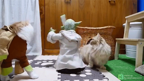 고양이 능욕 장난감.gif | 인스티즈