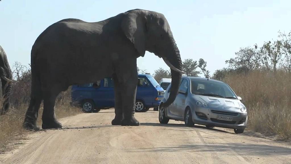거칠것 없는 아프리카의 무법자.JPG | 인스티즈