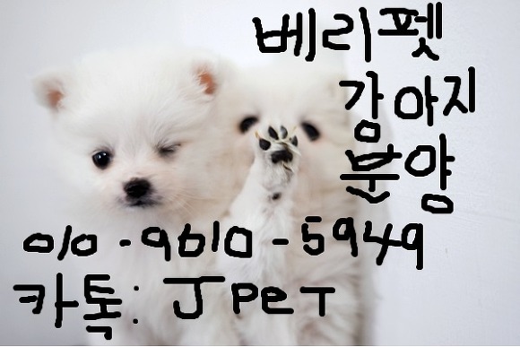 순수 이미지
