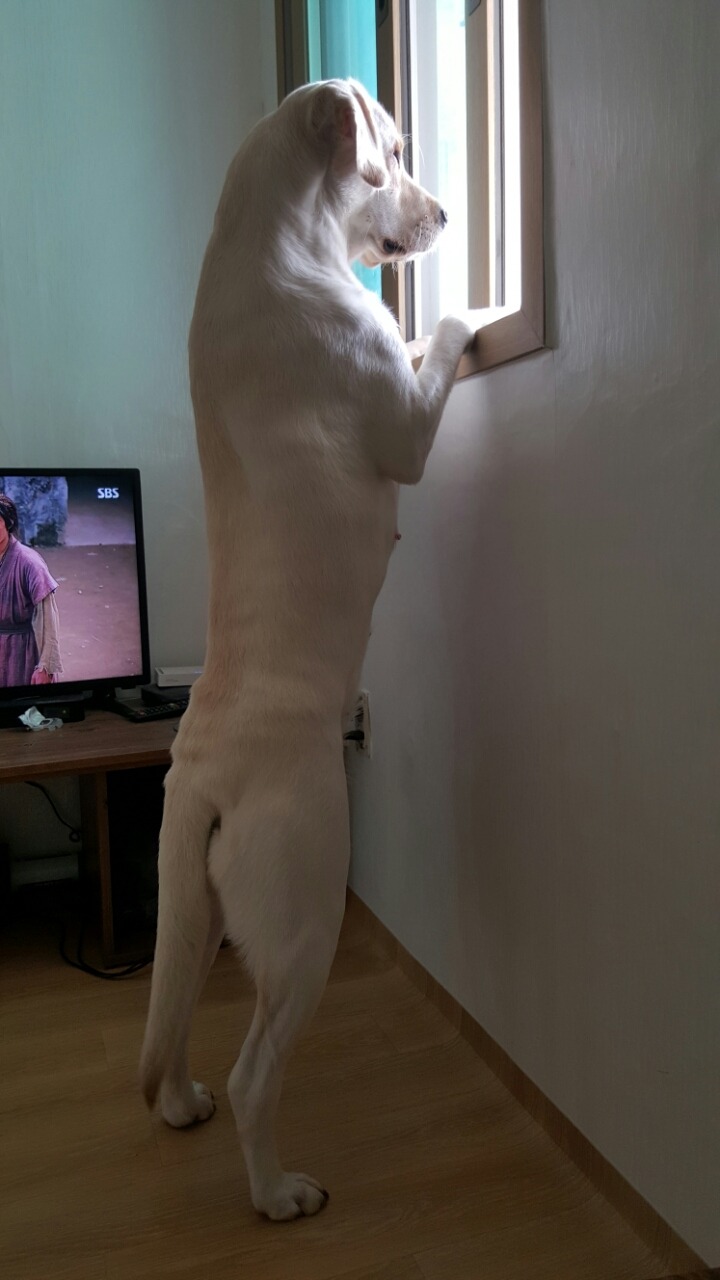 수니 이미지
