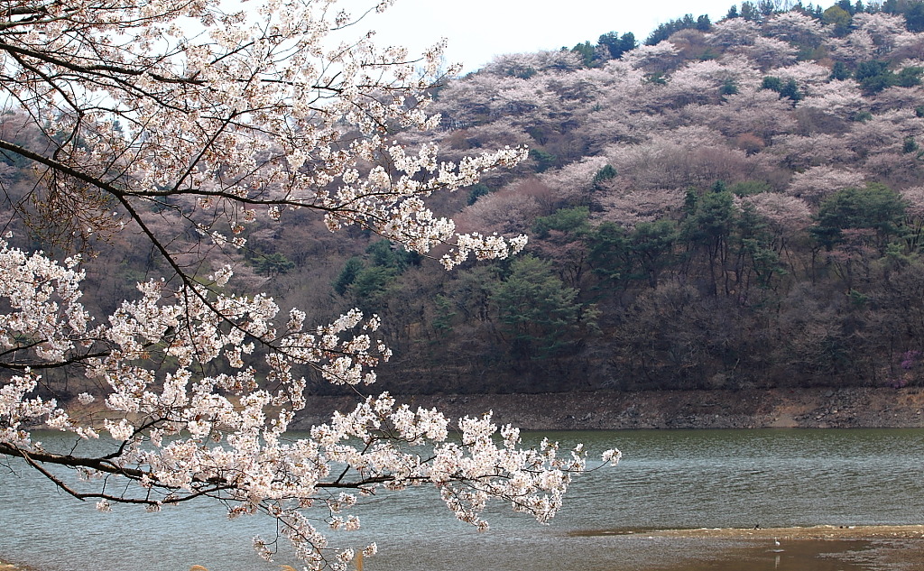 희원 이미지