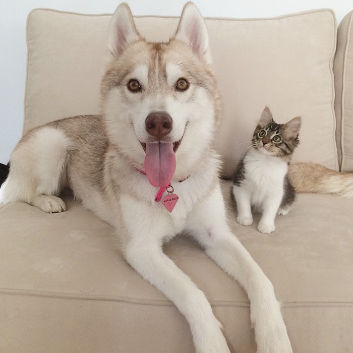 3마리의 허스키들과 친구가 된 냥이.jpg | 인스티즈