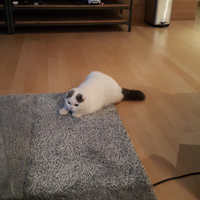 스포스피릿 이미지