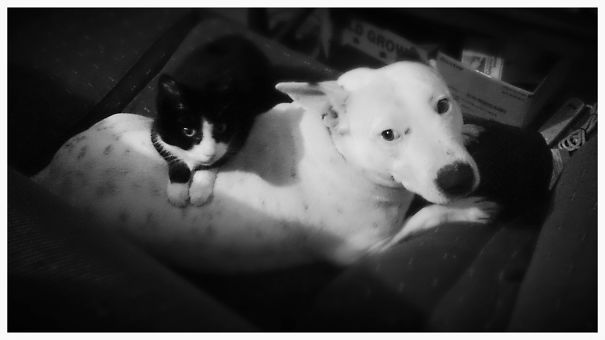 냥이의 이부자리 | 인스티즈