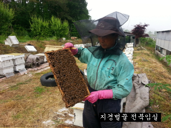 지경벌꿀 이미지