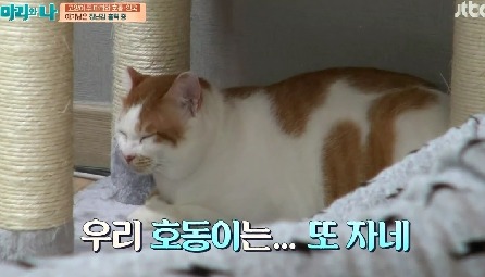 [마리와나] 뚱보냥 호동이 다이어트 시키기 (feat.먼지) | 인스티즈
