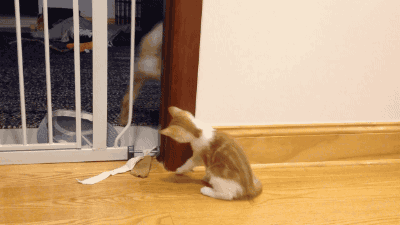냥아치 수준.gif | 인스티즈